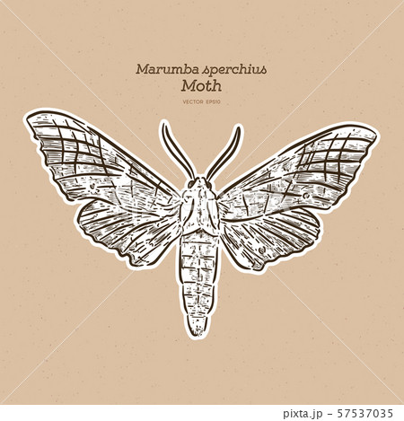 Marumba sperchius, hand draw sketch vector. Marumba sperchius, hand draw sketch vector. 57537035