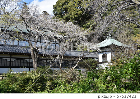 遊行寺 藤沢市 遊行寺 藤沢市 57537423