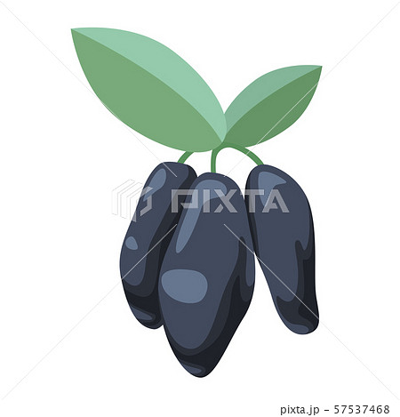 Honeysuckle icon. Honeysuckle berry illustration with leaves. Bunch of honeysuckle plant leaf Honeysuckle icon. Honeysuckle berry illustration with leaves. Bunch of honeysuckle plant leaf 57537468