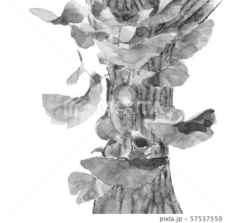 ギンナン イチョウの実 木 葉付き モノトーンのイラスト素材