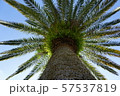 夏の雰囲気 57537819