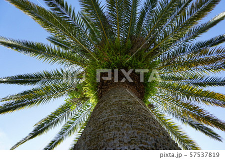 夏の雰囲気 夏の雰囲気 57537819