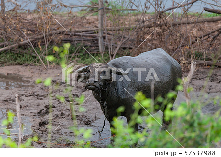 Buffalo in a stall in countrysideThailand, Thai Buffalo in a stall in countrysideThailand, Thai 57537988