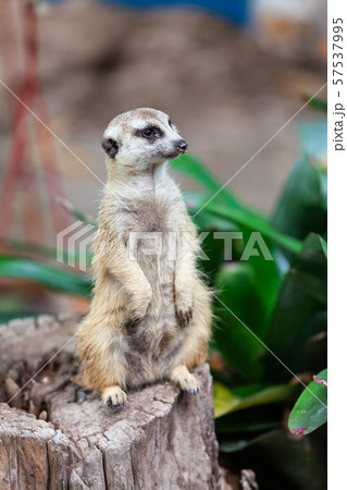 suricate, meerkat in the zoo park. suricate, meerkat in the zoo park. 57537995
