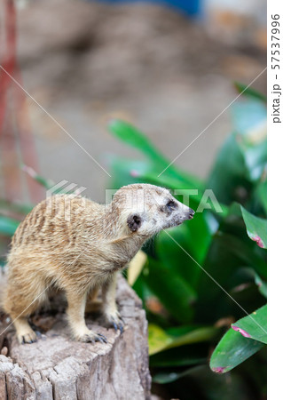 suricate, meerkat in the zoo park. suricate, meerkat in the zoo park. 57537996