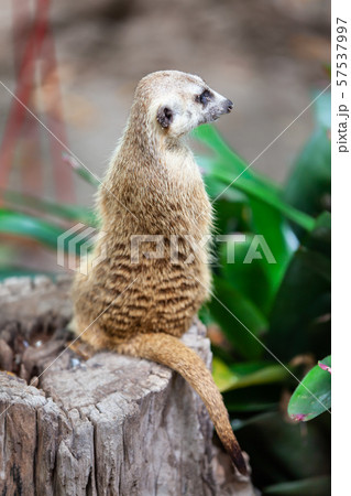 suricate, meerkat in the zoo park. 57537997