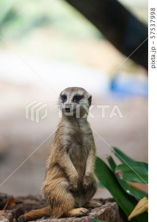 suricate, meerkat in the zoo park. 57537998