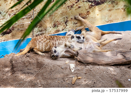 meerkat, suricate mating in the zoo park. 57537999