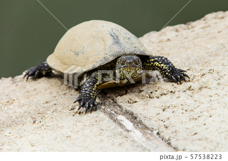 Swamp turtle creeping out on land from the water. 57538223