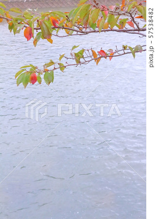 水辺と桜の紅葉 57538482