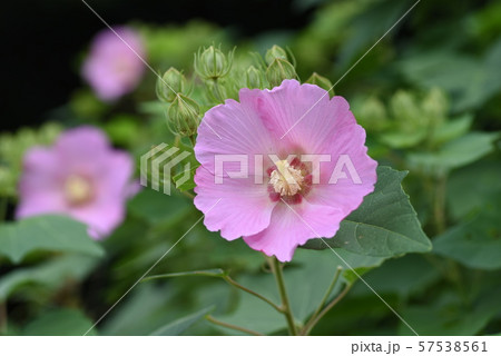 芙蓉の花 芙蓉の花 57538561