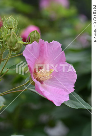 芙蓉の花 芙蓉の花 57538562