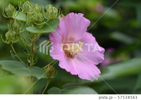 芙蓉の花 芙蓉の花 57538563