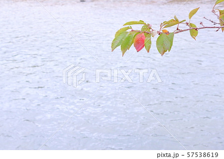 水辺と桜の紅葉 57538619