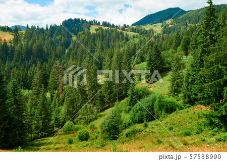 Spruces on hills - beautiful summer landscape, Spruces on hills - beautiful summer landscape, 57538990
