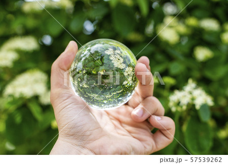 Blossom tree in a lensball 57539262