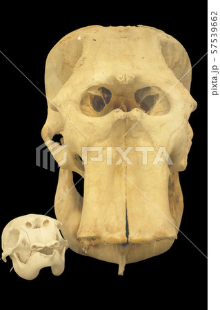 Elephant skull show comparison in big and small 57539662