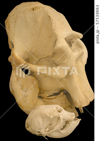 Elephant skull show comparison in big and small 57539663
