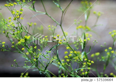 ミシマサイコ 57539664