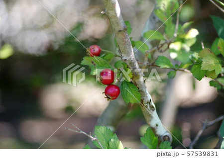 クラテガス（サンザシの近縁種） 57539831