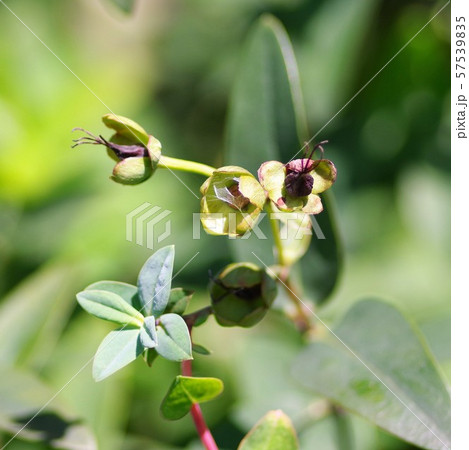 タイリンキンシバイ（ヒペリクム・ヒドコート） 57539835