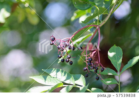 アメリカニワトコ 57539838