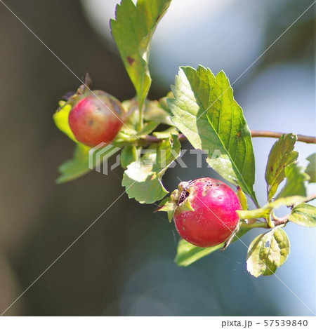 クラテガス（サンザシの近縁種） 57539840