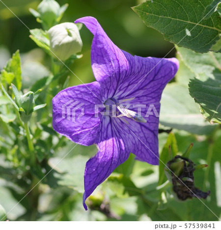 キキョウ 57539841