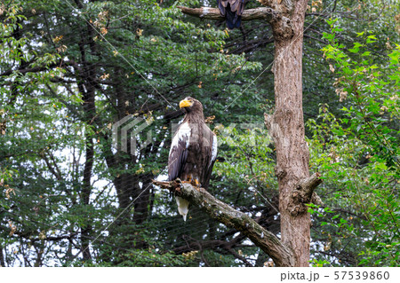 多摩動物公園 オオワシ 57539860