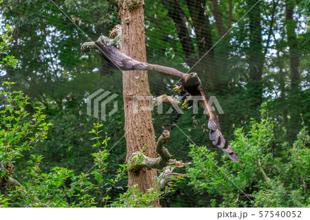 ニホンイヌワシ 多摩動物公園 57540052