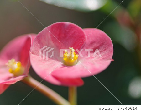 ハナキリンの花 ハナキリンの花 57540614