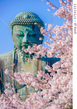 鎌倉の大仏と満開の桜 鎌倉の大仏と満開の桜 57541353