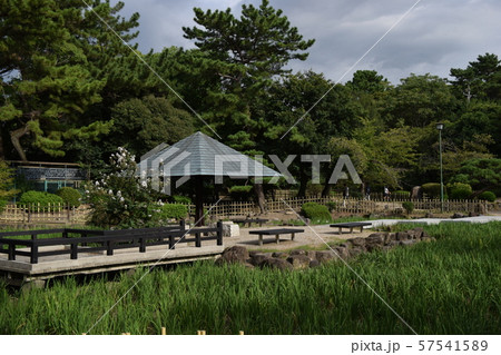 名古屋市昭和区　鶴舞公園　菖蒲池 57541589