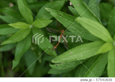 交尾中のガガンボ(大蚊) 交尾中のガガンボ(大蚊) 57541630