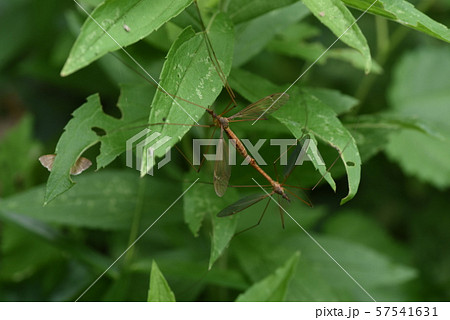 交尾中のガガンボ(大蚊) 交尾中のガガンボ(大蚊) 57541631