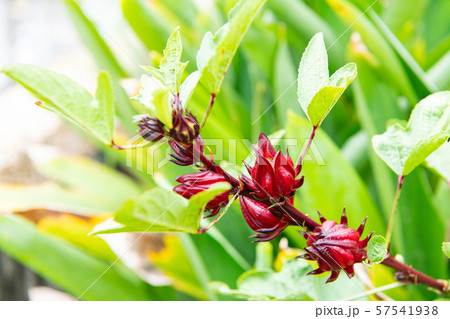 Rozelle sabdariffa, Hibiscus(ハイビスカス、ローゼル、カンプデータ ) Rozelle sabdariffa, Hibiscus(ハイビスカス、ローゼル、カンプデータ ) 57541938