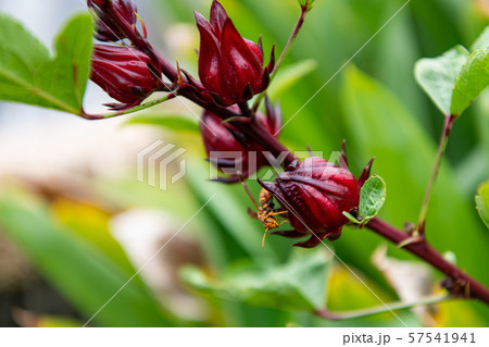 Rozelle sabdariffa, Hibiscus(ハイビスカス、ローゼル、カンプデータ ) Rozelle sabdariffa, Hibiscus(ハイビスカス、ローゼル、カンプデータ ) 57541941