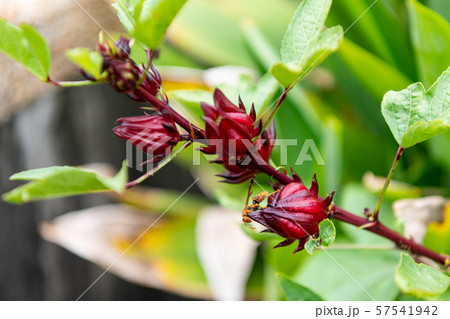 Rozelle sabdariffa, Hibiscus(ハイビスカス、ローゼル、カンプデータ ) 57541942