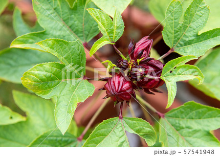 Rozelle sabdariffa, Hibiscus(ハイビスカス、ローゼル、カンプデータ ) Rozelle sabdariffa, Hibiscus(ハイビスカス、ローゼル、カンプデータ ) 57541948