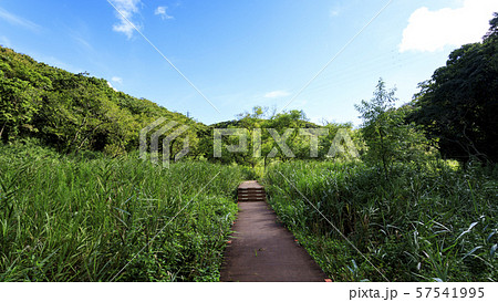 小網代の森（秋） 57541995