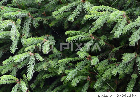 Fluffy green fir tree brunch close up. Christmas 57542367