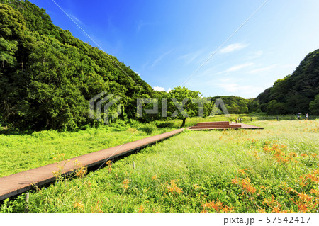 小網代の森（秋） 57542417