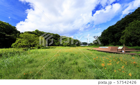 小網代の森（秋） 57542426