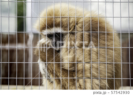 Sad monkey caged Sad monkey caged 57542930