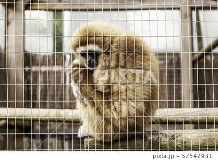 Sad monkey caged 57542931