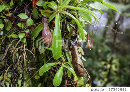 Carnivorous plant in the jungle Carnivorous plant in the jungle 57542951