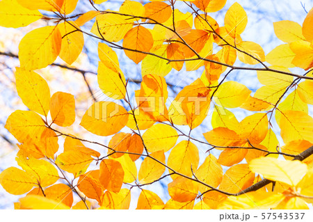 fall maple leaves 57543537