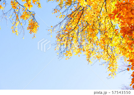 fall maple leaves 57543550
