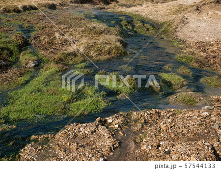 Green grass in the warm water of a thermal spring Green grass in the warm water of a thermal spring 57544133