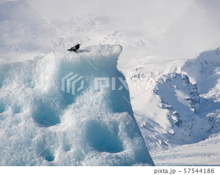 A black crow on an ice floe in Iceland 57544186